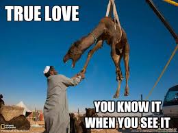 love camel